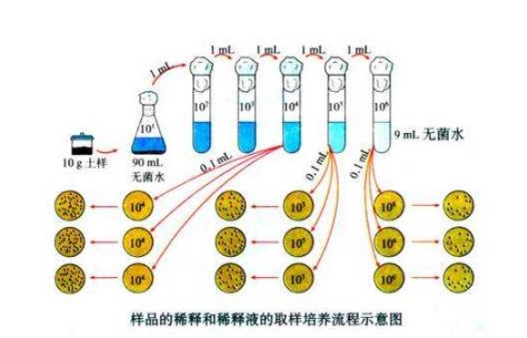 什么是微生物梯度稀釋？微生物梯度稀釋計(jì)算公式