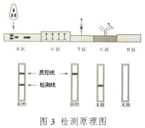 人絨毛膜促性腺激素檢測試劑（膠體金免疫層析法）注冊技術審查指導原則（2016年修訂版）（2016年第28號）(圖9)